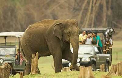South India Wildlife Tour Package